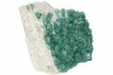 Green, Fluorescent, Cubic Fluorite Crystals - Madagascar #238389-4